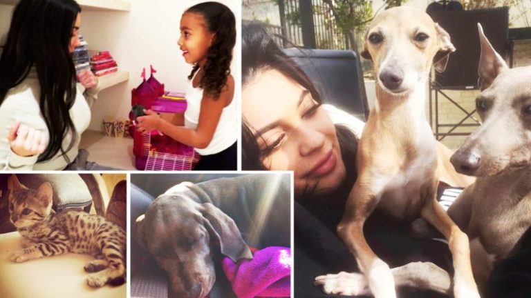 Kim Kardashian Dogs: A Look into the Life of Hollywood’s Furry Companions 