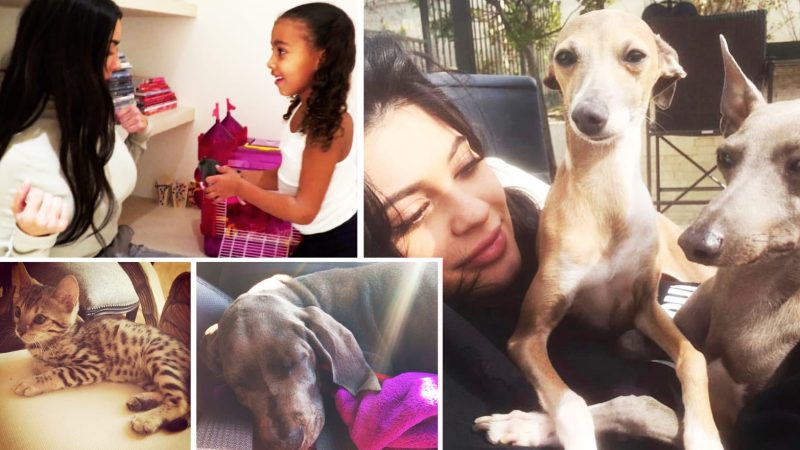 Kim Kardashian Dogs: A Look into the Life of Hollywood's Furry Companions